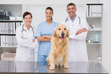 Prism Decorative Fly Killer in Vet
